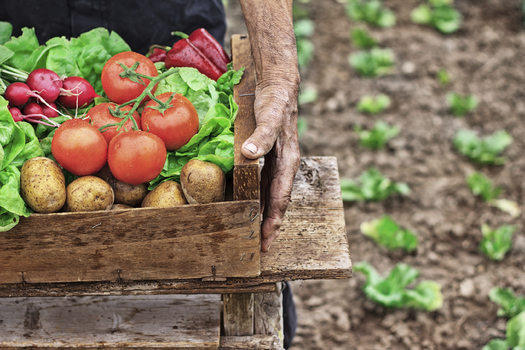 Organic farmers can start applying for a program to help them pay for conservation buffers on their lands. (iStockphoto)