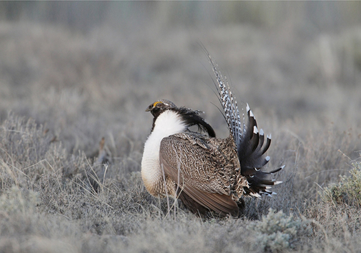 A new poll shows a majority of Colorado voters who live in the heart of Gunnison sage-grouse range favor Endangered Species Act protections. (U.S. Fish and Wildlife Service.)