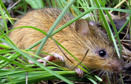 The U.S. Fish and Wildlife Service has designed almost 14,000 acres in New Mexico, Arizona and Colorado as critical habitat as for the endangered New Mexico meadow jumping mouse. (USFWS) 
