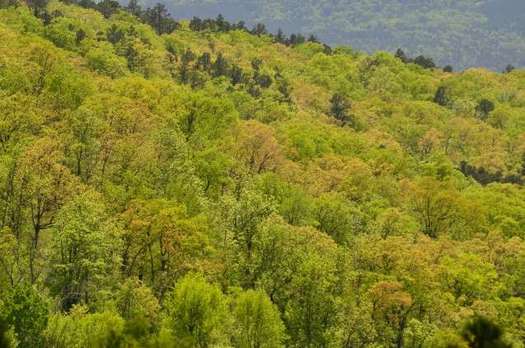 In a part of the United States that hasn't experienced a drastic change in temperatures as much as other regions, a study of the trees in the Ozarks is underway. (Columbia University Earth Institute)
