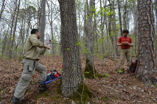 The Ozarks are providing researchers a good mix of conifer and deciduous trees to study the effects of warming temperatures on forests. Here, they're checking a white oak. (Columbia University Earth Institute)