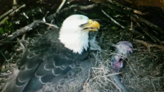 The birth of two baby bald eagles at the National Arboretum has sparked interest in America's national bird, and they can be spotted around the Chesapeake Bay. (Veronica Carter)