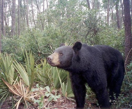 Scientists say despite some headway for the species, habitat loss and population growth continue to threaten the Florida black bear. (Florida Fish and Wildlife Conservation Commission)