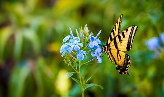 Monarchs only lay eggs on the milkweed plant, and it's disappearing in this country, which means so is the iconic butterfly. (Charles Lindsey/cskphoto.net)