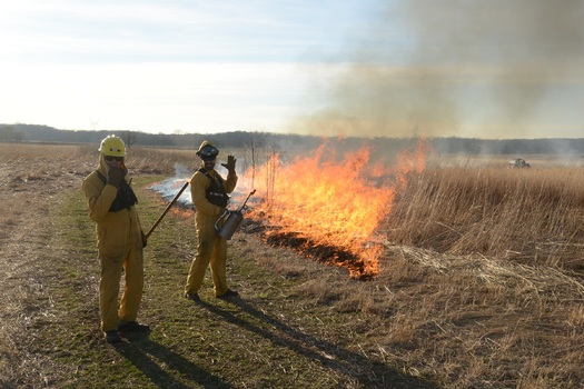 The Illinois Prescribed Fire Council says landowners should be burning at least 213,000 more acres each year to protect wildlife habitats from invasive plants. (Ferran Salat Coll/The Nature Conservancy)