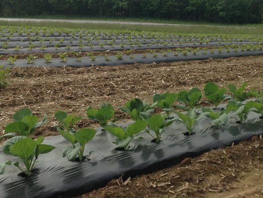 Moving some produce from this farm in Shelby County and others to food banks in Kentucky is seen as a win-win. (Courtney Farms, LLC)