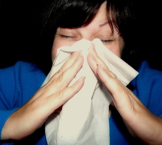 Seasonal allergic rhinitis, or hay fever, affects more than 35 million people in the United States annually. (mcfarlandmo/Wikimedia Commons)