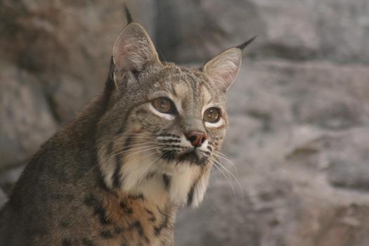 Conservation advocates rallied in Sacramento on Tuesday to ban certain kinds of rat poison, which also kills wild animals like bobcats. (sgarton/morguefile)