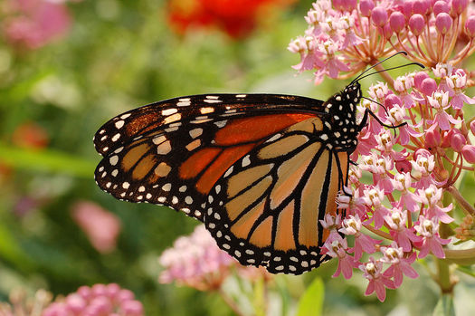 A monarch butterfly feeds on flowers of the Swamp Milkweed. In Iowa, ISU is doing research to reintroduce milkweed, the only plant where monarchs will lay eggs. (DRamsey/Wikimedia Commons)