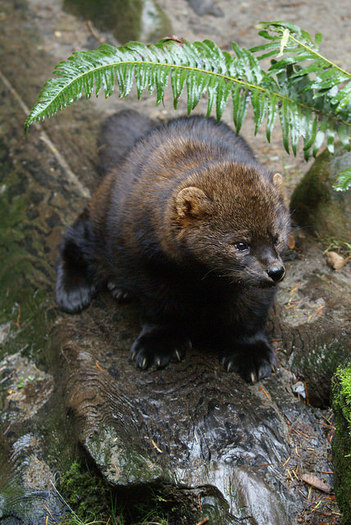 The Pacific Fisher survive mainly in southern Oregon, but are threatened by logging and illegal marijuana grows.  (U.S. Fish and Wildlife Pacific Southwest Region)