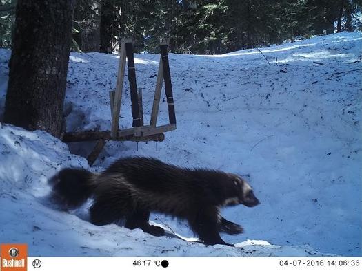 The U.S. Fish and Wildlife Service may have to reconsider its decision not to list the wolverine as an endangered species, in light of a recent court ruling. (Conservation Northwest Citizens Wildlife Monitoring Project)