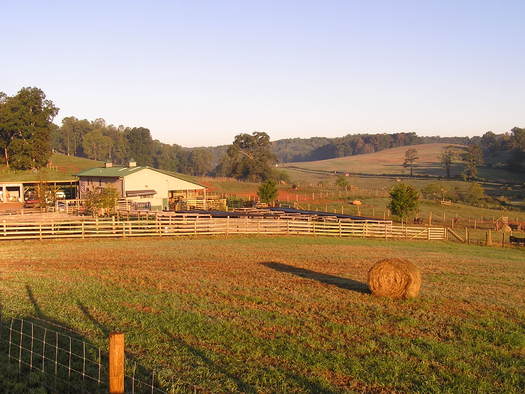 Ridgefield Farm in Clay County, home of Brasstown Beef, is under an agricultural easement with the Mainspring Conservation Trust. (Mainspring)