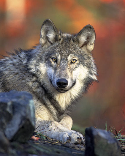 There were about 80 gray wolves in Oregon when the animal was removed from the state's endangered species list. (Gary Kramer/U.S. Fish & Wildlife Service)