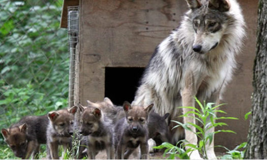 Two pups born to Mexican gray wolves at the Endangered Wolf Center in Missouri were recently introduced into a wild den in New Mexico. (Endangered Wolf Center)