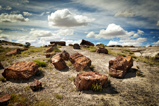 The ancient Petrified Forest near Holbrook is one of Arizona's iconic national parks. (iStockphoto) 