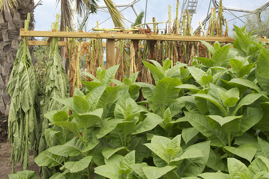 An audit commissioned by Reynolds American identifies instances of minors working in unsafe conditions on contracted tobacco farms in North Carolina. (fluffymuppet/flickr.com)