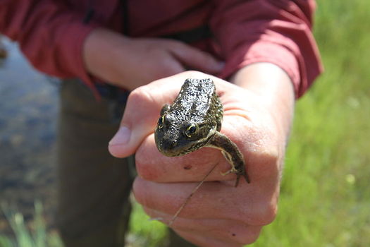 The spotted frog's critical habitat is in Deschutes, Jackson, Klamath, Lane and Wasco counties. (Maria Thi Mai/Bureau of Land Management Oregon and Washington)