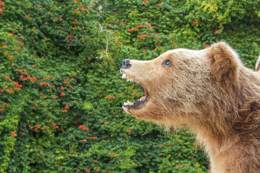 Trophy hunting for grizzly bears in Wyoming could begin next year if the U.S. Fish and Wildlife Service removes the Yellowstone grizzly from the endangered species list. (ba11istic/iStockphoto)