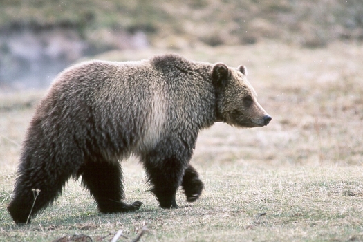 Today is the deadline to submit public comments on a proposal to take the Yellowstone Grizzly off the endangered species list. (Kim Keating/USGS)