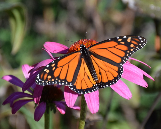 North Carolina's butterflies and other pollinators such as bees and hummingbirds are impacted by industrial and agricultural development. (Angelique Hjarding)