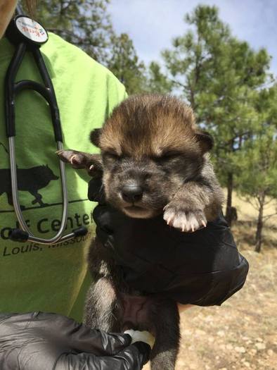Two Mexican Gray Wolf pups were raised in Missouri, and put in a den in New Mexico. Biologists won't know for several months whether they survived. (Endangered Wolf Center)