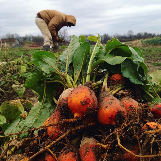 A summer farm tour in Ohio features operations that use sustainable and organic practices. (OEFFA)