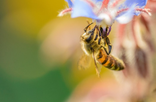 Honeybee populations in the United States dropped by 44 percent last year. (DrScythe/Pixabay)