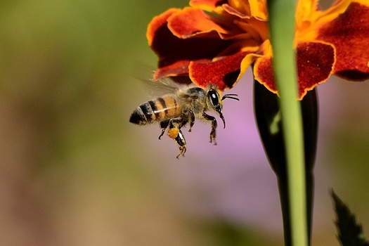 Honeybee populations in the United States dropped by 44 percent last year. (Pieterz/Pixabay)