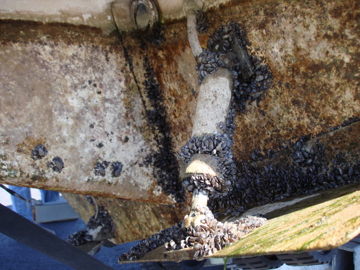 Invading species are picked up in one port by freighters, cruise and cargo ships and then the ballast water is dumped into another port. (usbr.gov)