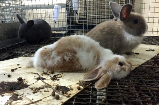 USDA inspectors found numerous small animals, often diseased or dead, kept in filthy cages at the Holmes Farm facility in Pennsylvania in January. (PETA photo)