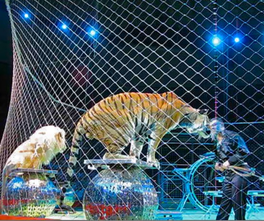 Almost 60 municipalities have prohibited wild animal acts or training animals with bullhooks. (Steve Jurvetson/Flickr)