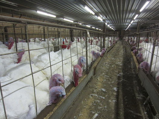 A new report calls for restricting the use of antibiotics in factory-farmed animals to curb the global spread of infections. (MercyforAnimals/Wikimedia Commons)