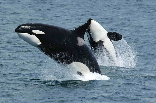 The Southern Resident orca population is making its way to the inland waters of western Washington. (Robert Pittman/NOAA)