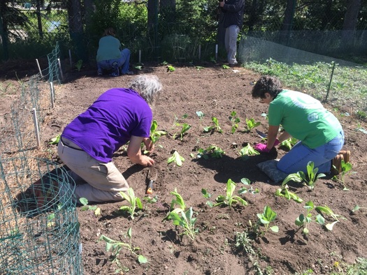 The Wyoming Coalition for the Homeless has taken up the Cheyenne Botanic Gardens' challenge to help feed hungry families. (Wyoming Coalition for the Homeless)