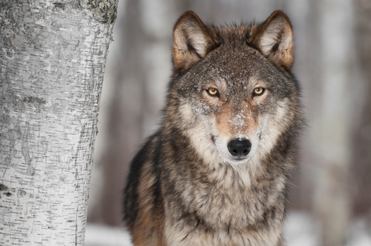 Five conservation groups are suing the federal government to stop the killing of wolves in Idaho until an environmental assessment is done. (deborahcat/iStockphoto)