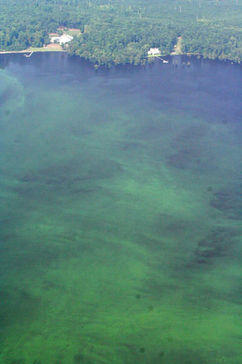 The green swirls of water seen here in the Chowan River are an example of the impact of too much nutrients that can occur in North Carolina waters. (Heather Deck, Pamlico-Tar River Foundation) 