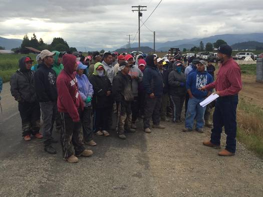 Familias Unidas por la Justicia has staged six walkouts in the last three years on Sakuma Brothers' Berry Farm. (Community to Community)