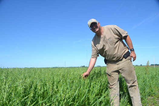 Farmer Aaron Lehman relies on oats and other small grains to cut down on pesticides, chemical fertilizers and reduce weeds. (PracticalFarmers.org)
