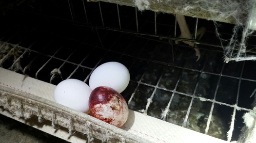 On the heels of an undercover investigation that exposed inhumane conditions at a New England egg farm, local advocates say a cage free ballot initiative is all the more important in the Commonwealth. (HSUS).