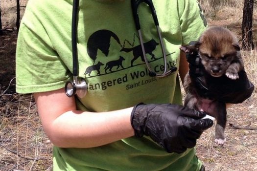Conservation groups are opposing New Mexico officials, who are seeking a court order to remove two Mexico gray wolf pups recently introduced into the wild. (Endangered Wolf Center) 