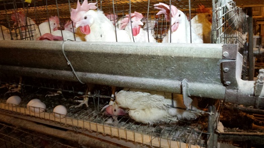 A hen is trapped under the wires of her cage. (HSUS)