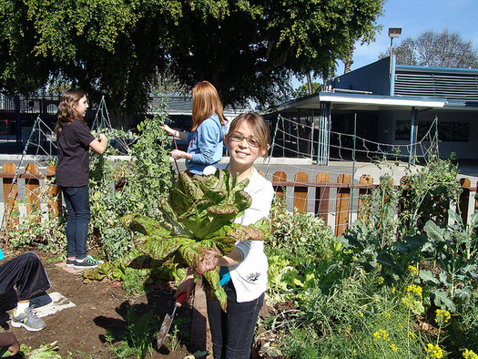 Olympic Peninsula YMCAs are using school gardens to teach children during the summer. (Growing Great/flickr)