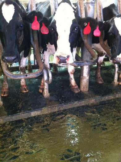 A screenshot from a video made at the Bettencourt Dairy in Hansen, which sparked Idaho's ag-gag law. (Mercy for Animals)
