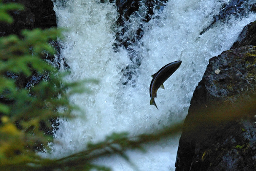 A federal appeals court has ruled that Washington state must repair culverts blocking salmon from swimming to upstream habitats. (Matthew_Hull/morguefile)