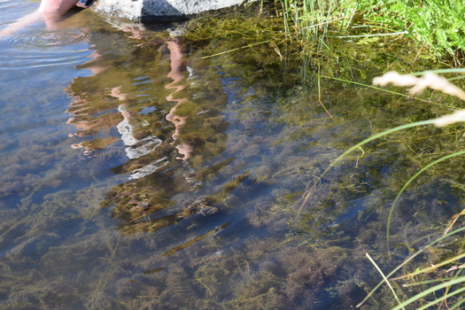 Those enjoying Missouri's lakes and streams need to watch out for blue-green algae because it can lead to illness. (Virginia Carter)