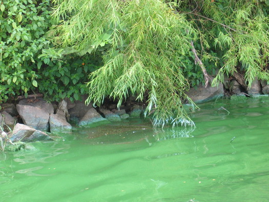 Harmful blue-green algae is increasing in bodies of water across the country because of climate change, farming practices and storm and wastewater runoff. (USGS)