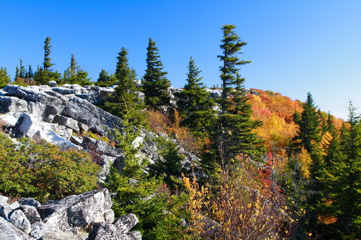 Highland Appalachian spruce can help reduce the amount of carbon in the air. (Forest Wander/Wikipedia)