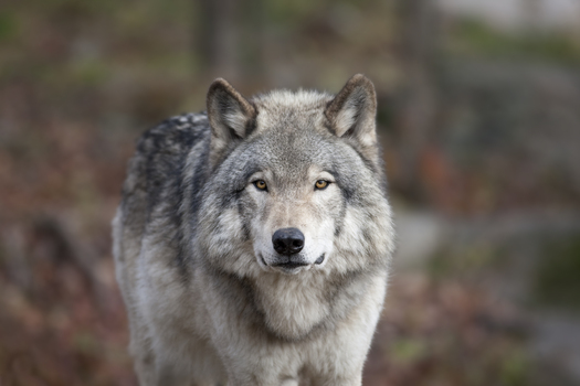 The U.S. House has voted to take the gray wolf off the endangered species list. (Renald Borque/iStockphoto)