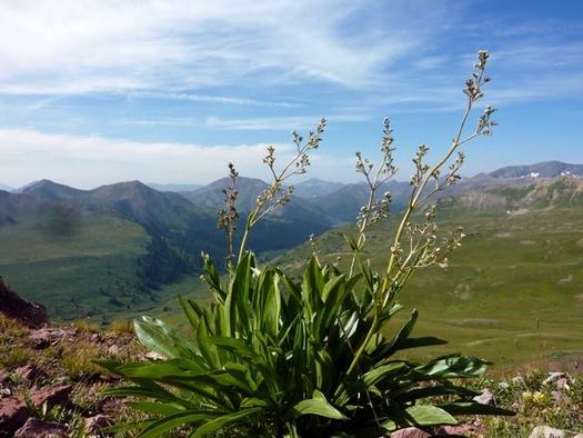 For the valerian plant, higher elevations in the Colorado Rocky Mountains are becoming much more co-ed due to climate change. (Dr. William Petry)