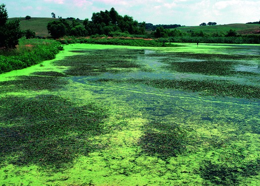 Harmful algae outbreaks in Iowa lakes, ponds, streams and rivers are more likely during this time of year. (Lynn Betts/ USDA Natural Resources Conservation Service)